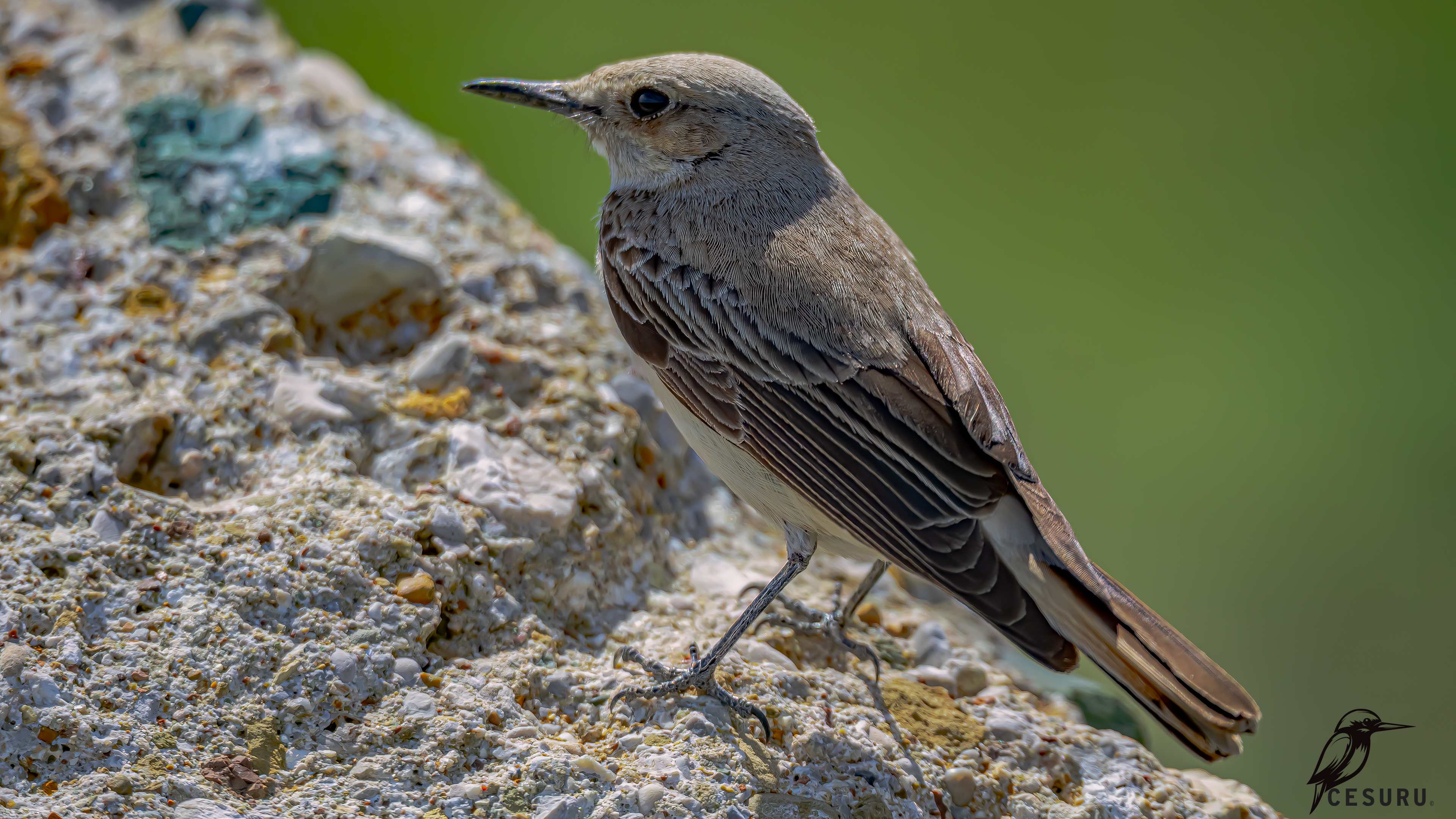 Hooded Wheatear